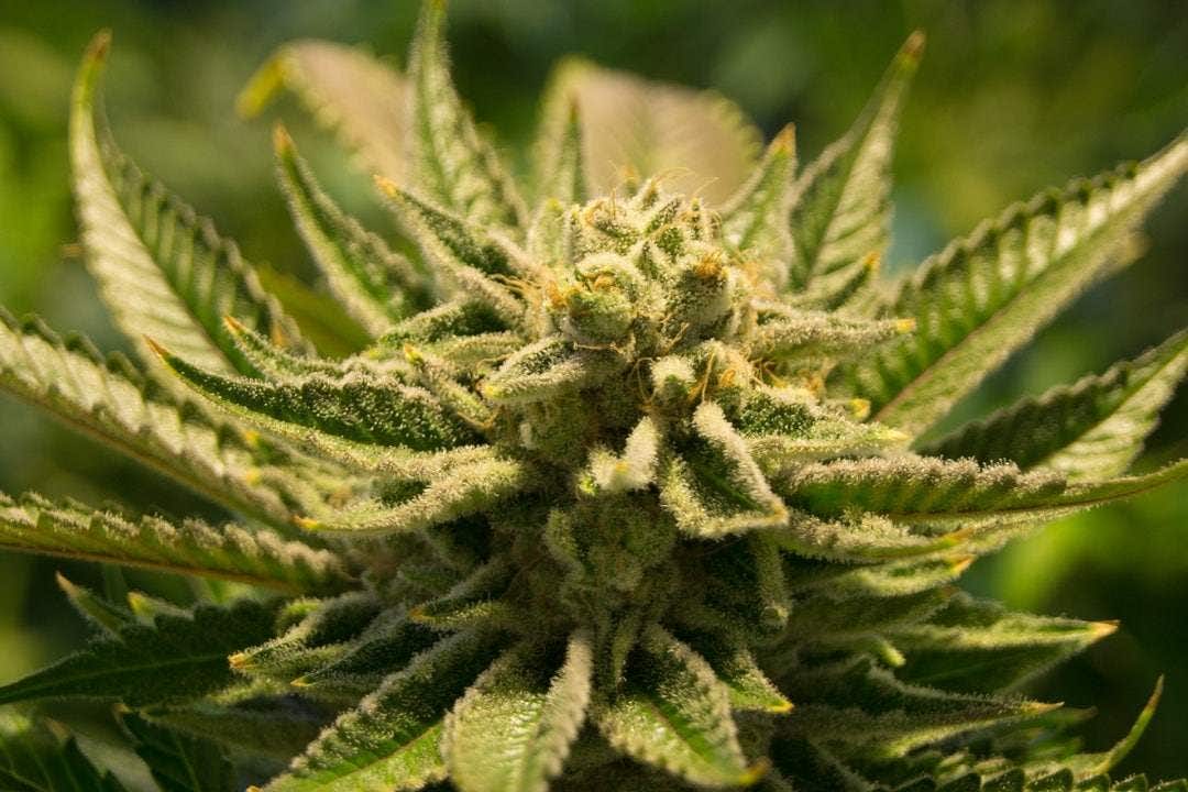 What’s the difference between CBD isolate and full-spectrum CBD oil? (Image)