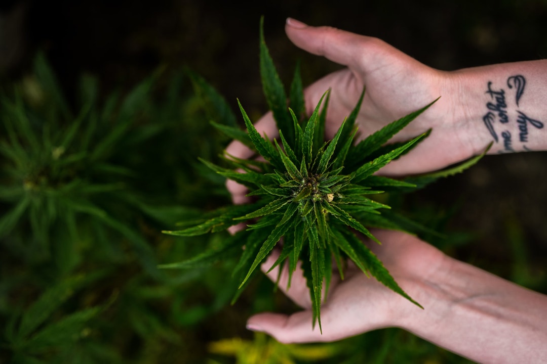 Is CBD legal everywhere? (Image)