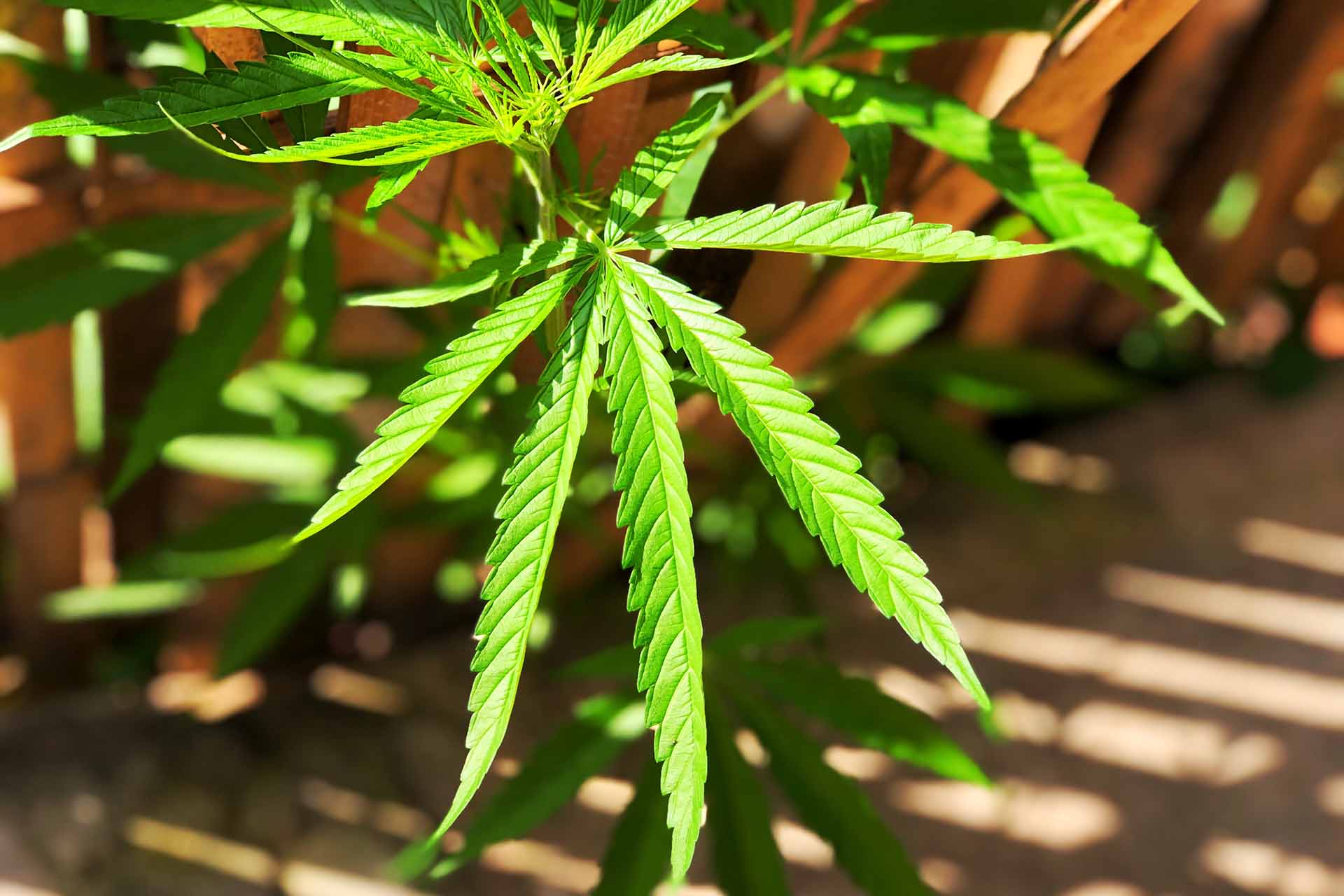Cbd Facts 2024 1