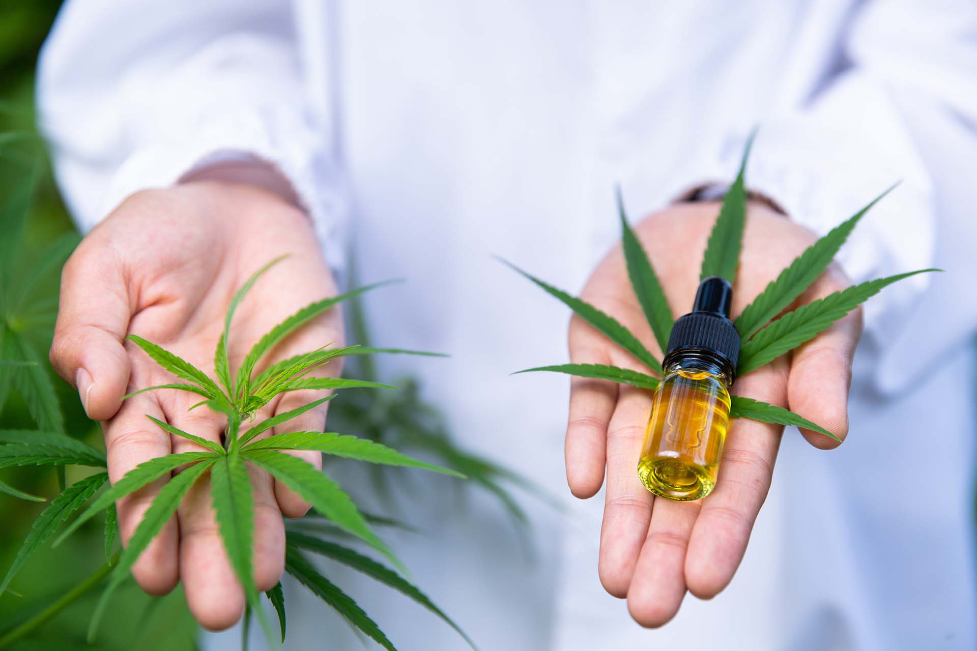 Cbd Oil Vs Cannabis Oil 1