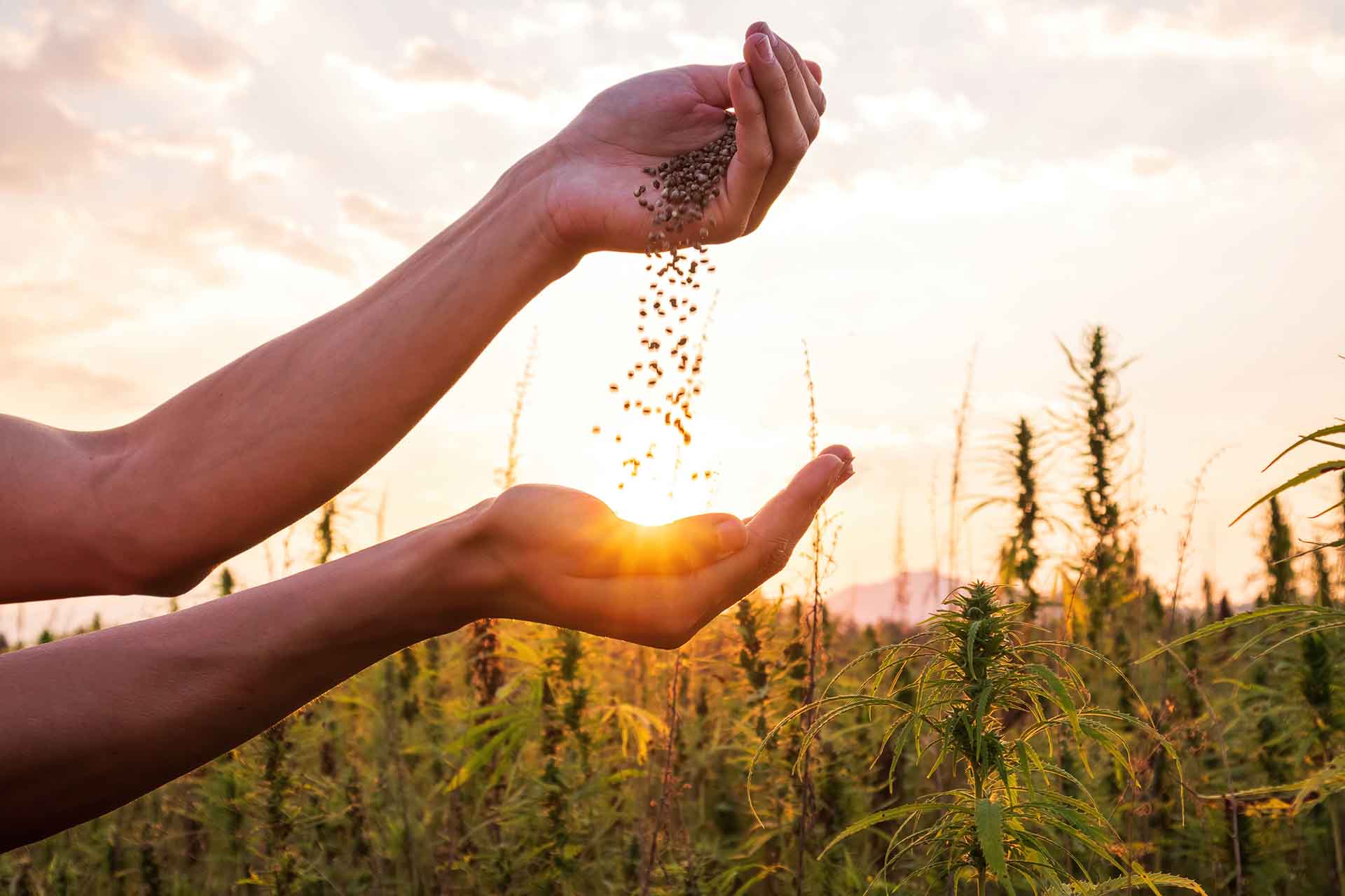 Cbd Vs Hemp Oil