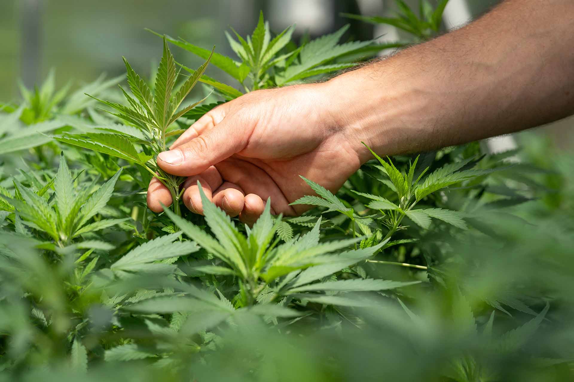 Cbd Vs Weed 1