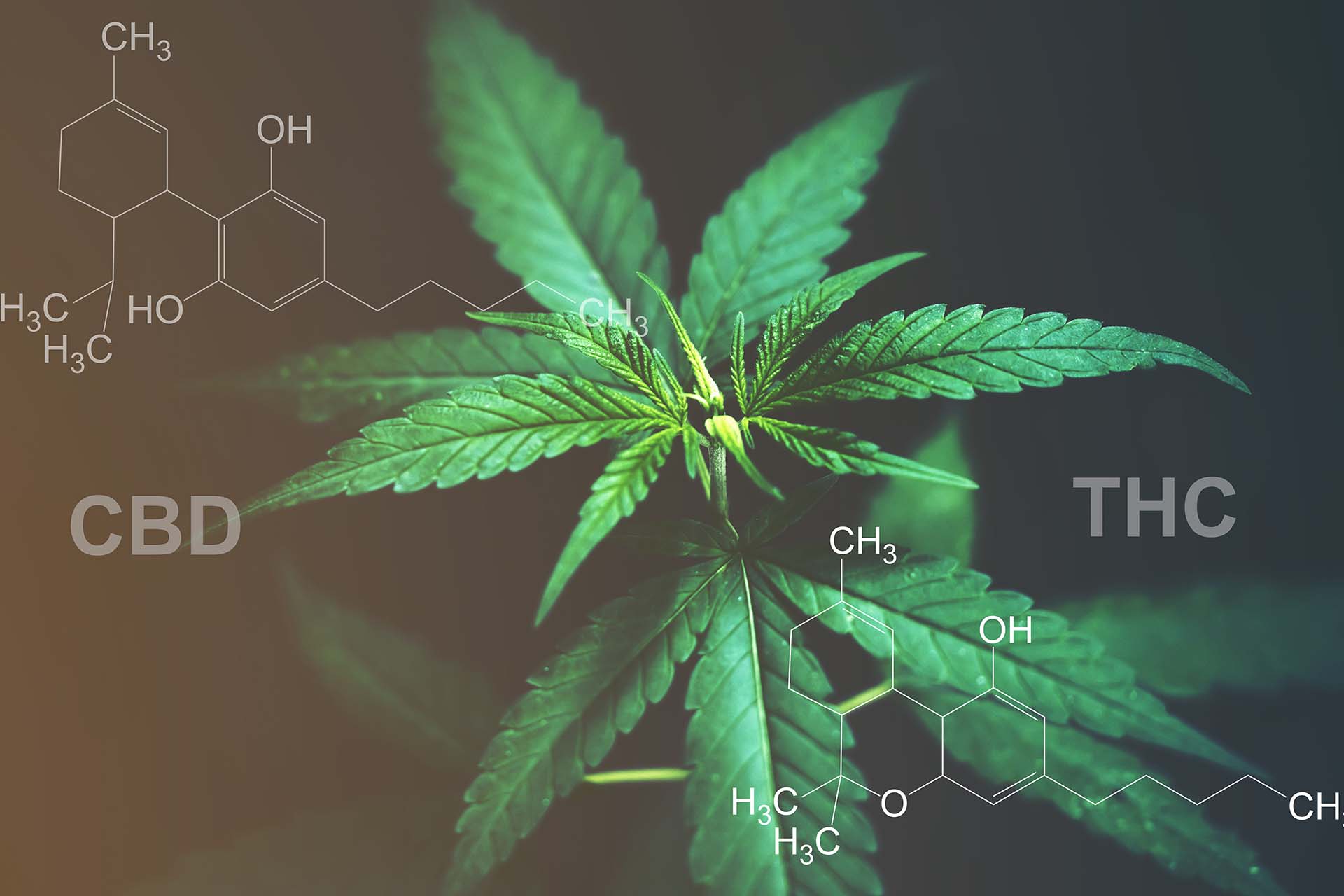Cbd Without Thc
