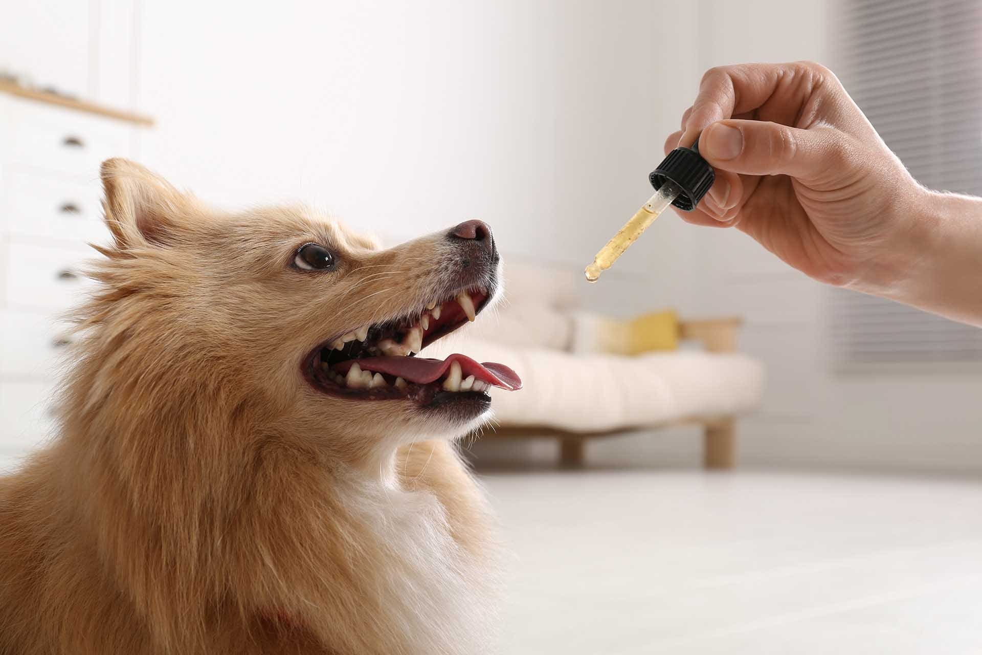 Cbd And Pets 1