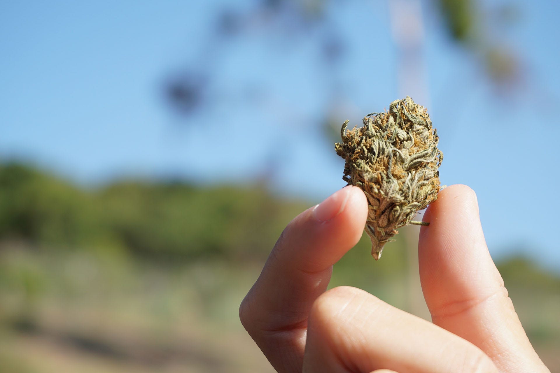 Cbd Flowers