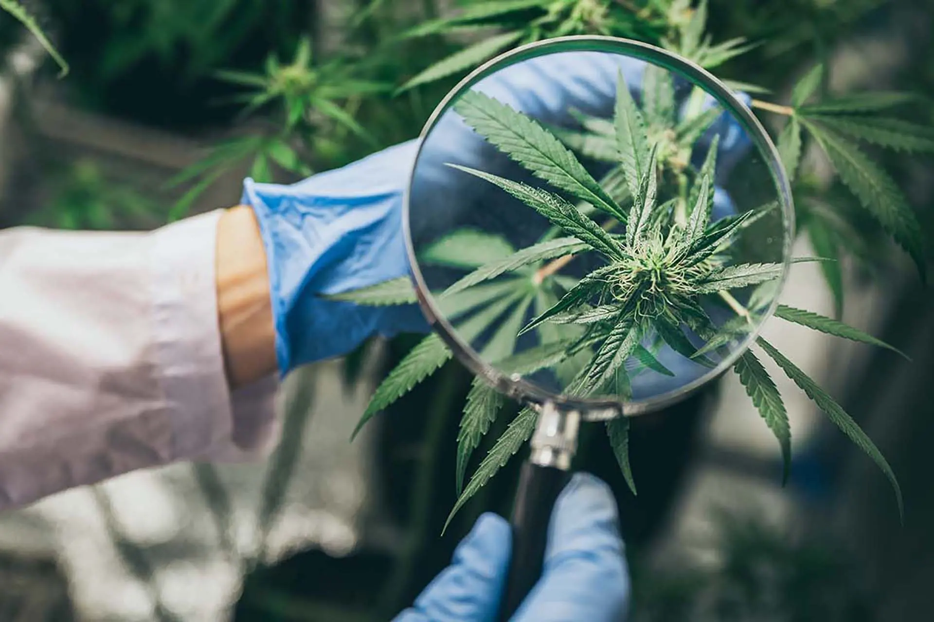 Cbd Magnifying Glass 1