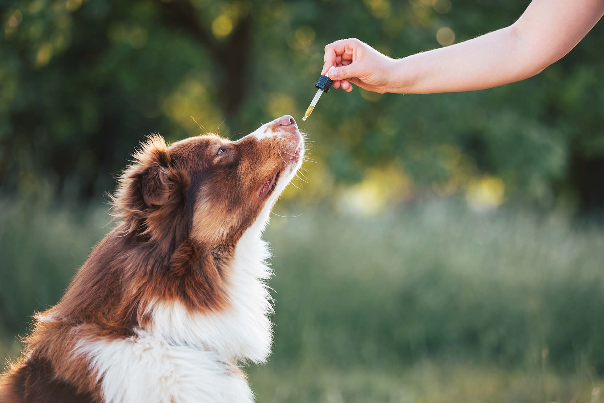 Cbd Pet Anxiety 1