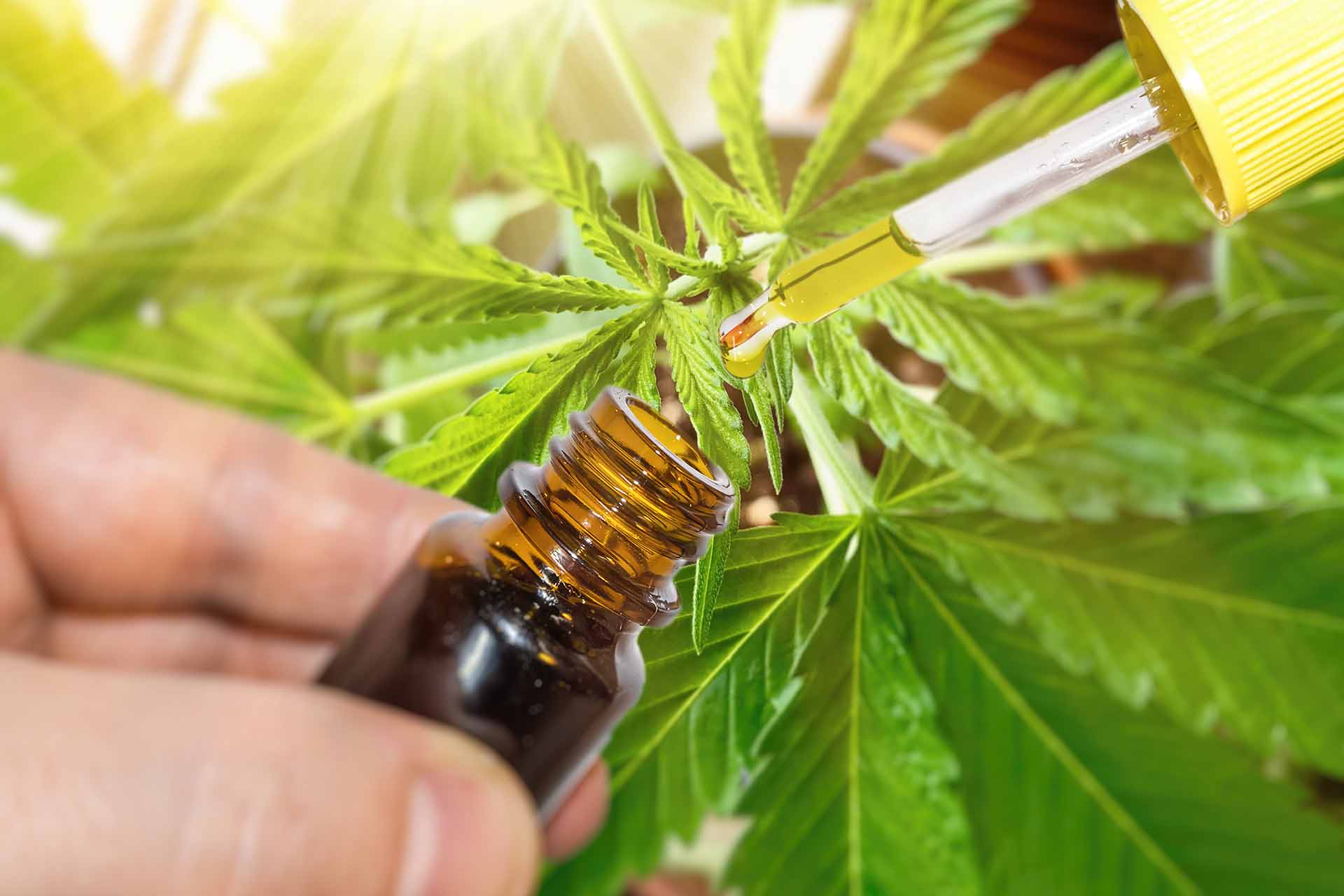 Cbd Taste