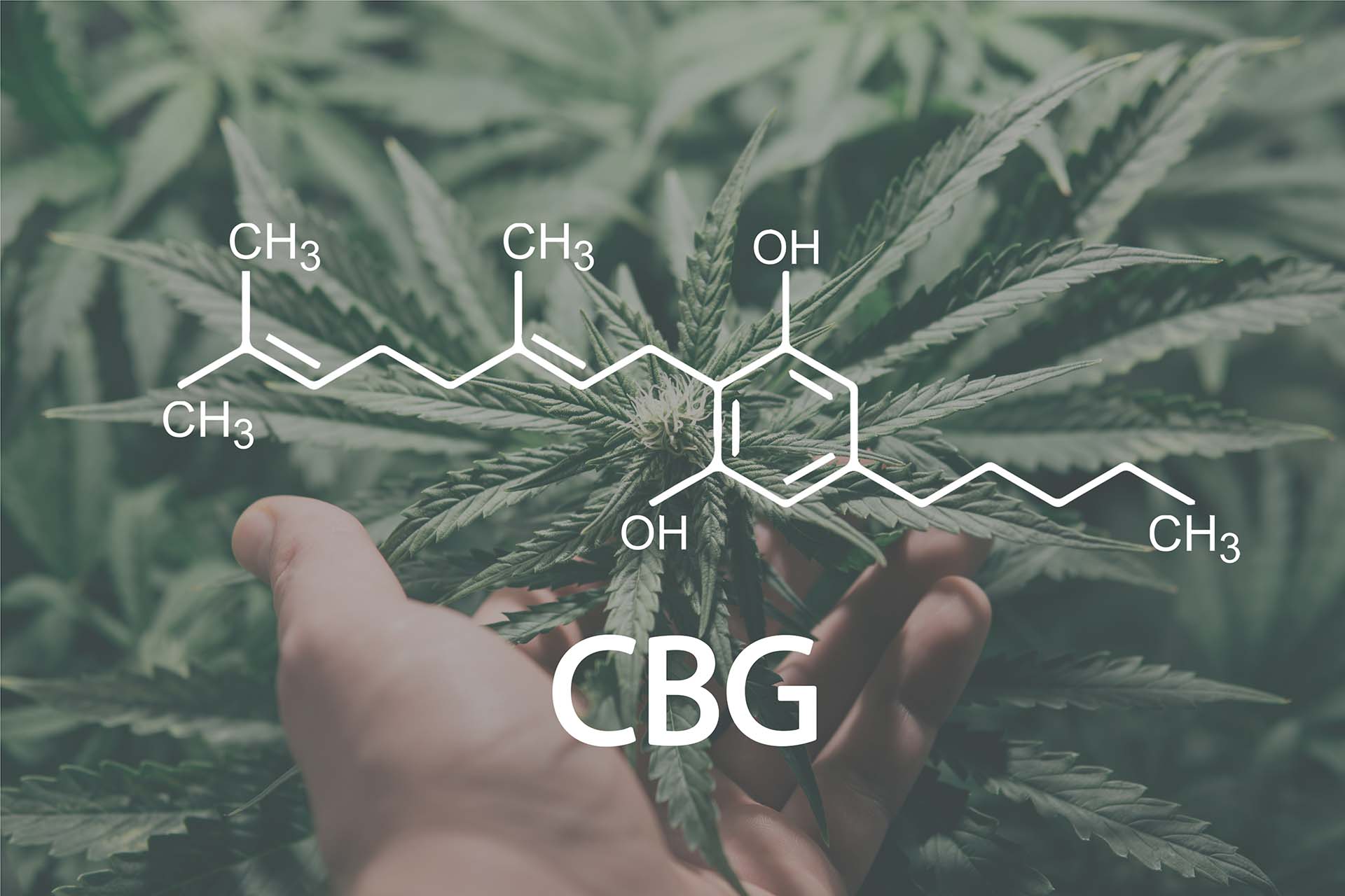 Cbg Vs Cbd 1