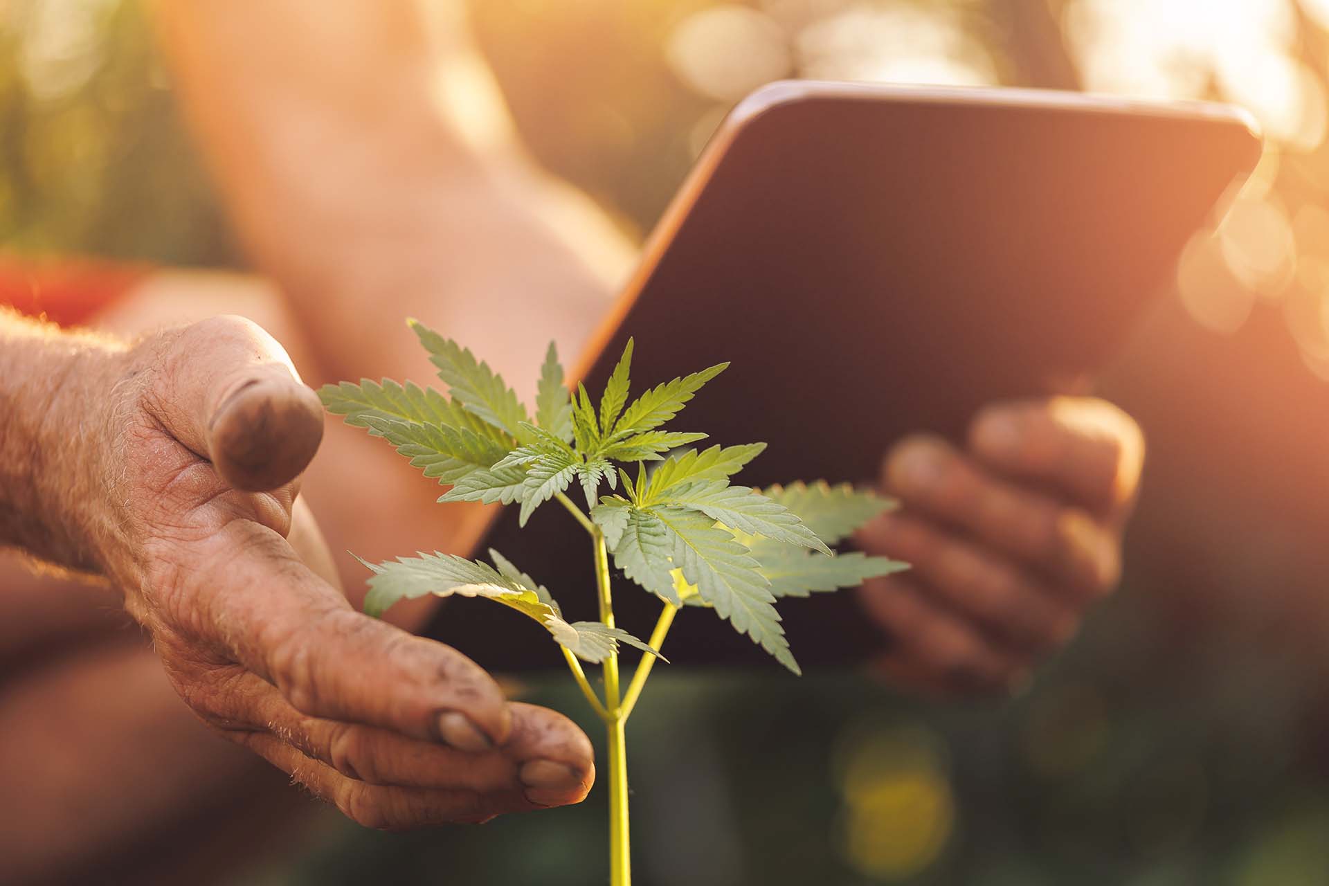 Hemp Farmers 1
