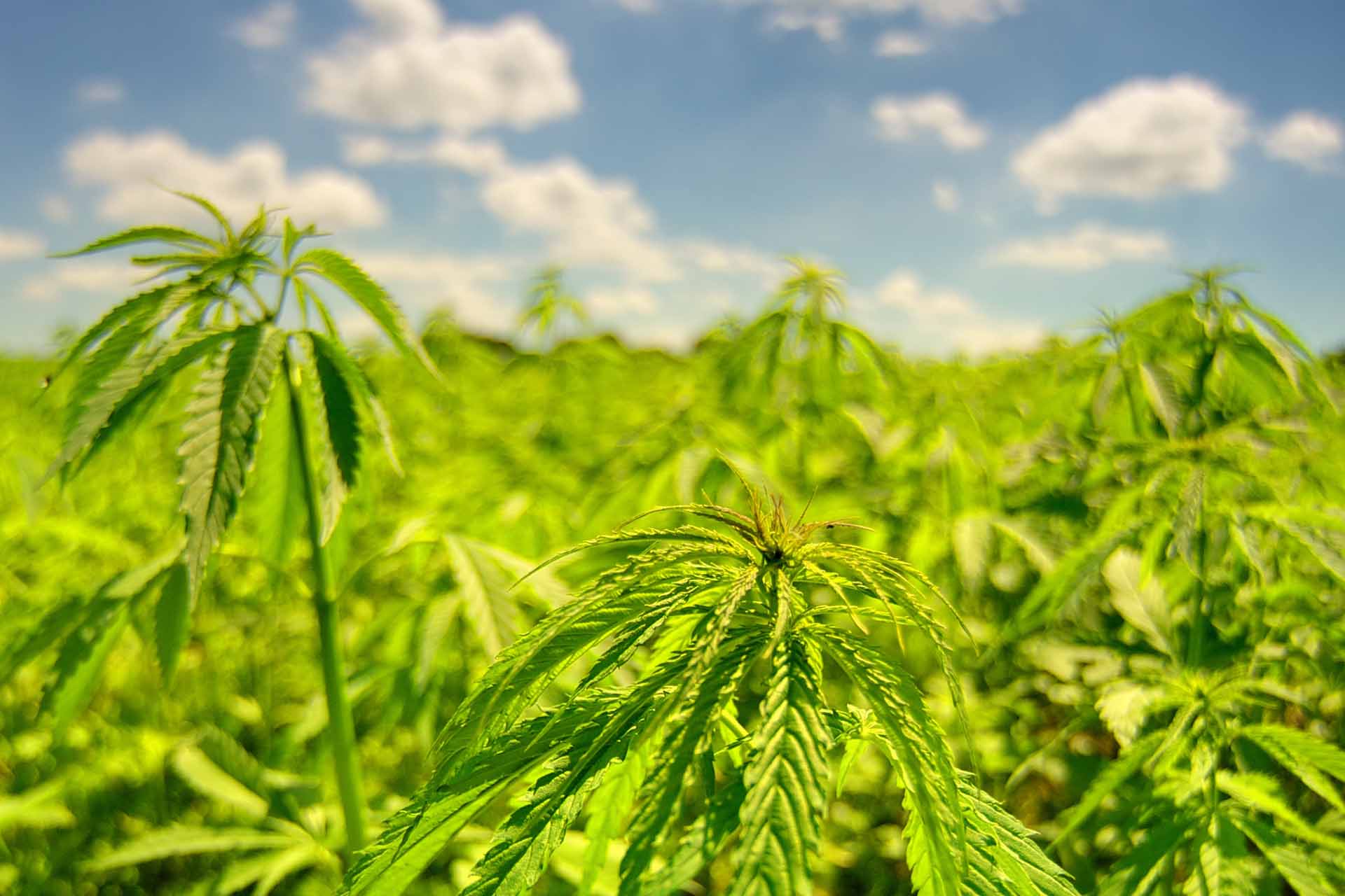 New Cbd Plant 1