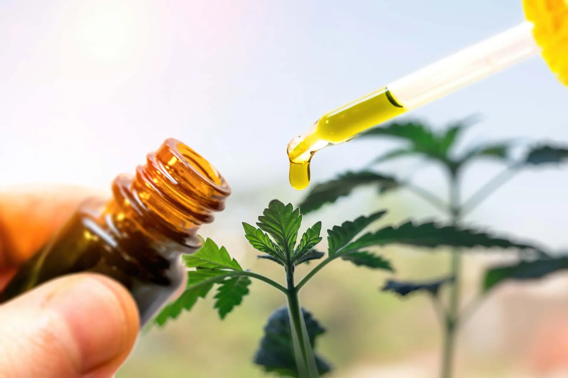 Why Choose Cbd Isolate